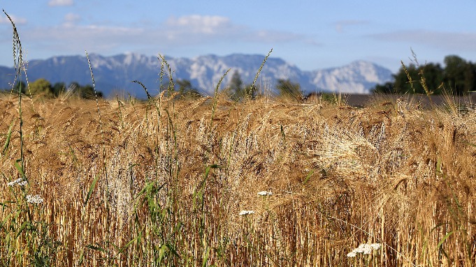 beBeer Pro Package Category 2