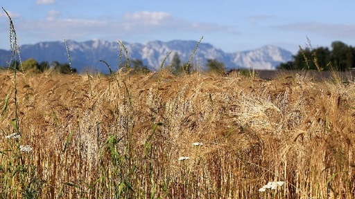 beBeer Pro Package Category 2